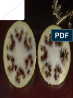 Colocynthis Plant 3 PDF