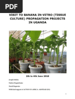 Download Report on Visit to Banana Tissue Culture in-Vitro Propagation Projects in Uganda by Joseph Sekiku SN38423670 doc pdf