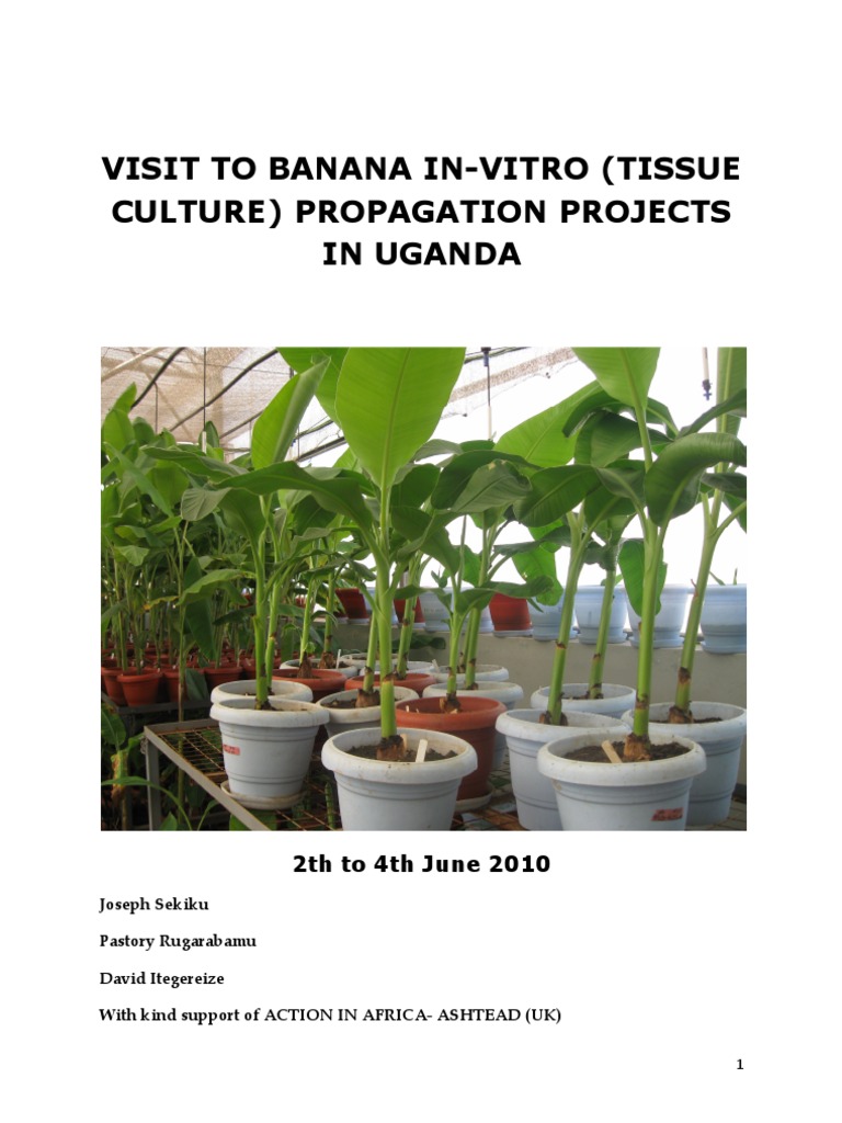 banana tissue culture research paper