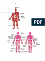 ORGAN GERAK MANUSIA.docx