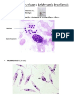 Trypanosoma, Amebas, Leishmania y Plasmodium