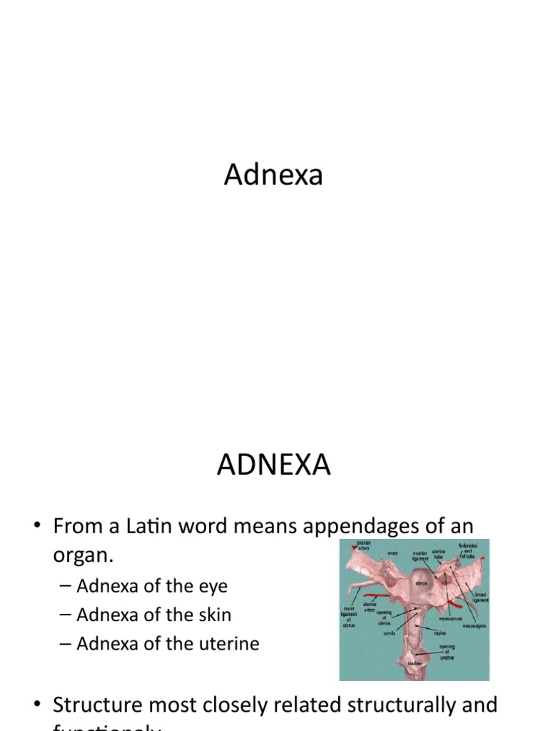 Adnexa Adnexa (disambiguation)