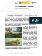 Cetáceos - Evolucion, Anatomía y Fisiología PDF