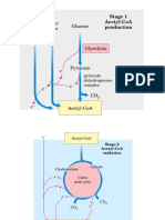 Ciclo Di Krebs