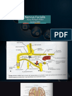 Nervus Facialis