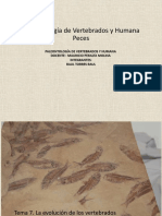 Evolución peces primitivos