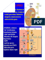 Lipogénesis PDF