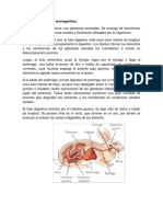 El Sistema Digestivo Monogastrico