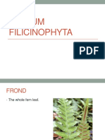 Phylum Filicinophyta