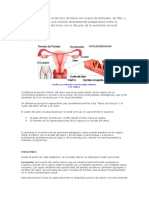 Cervix Pico de Hormonas