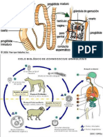 tarea biologia laboratorio