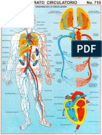 Aparato Circulatorio