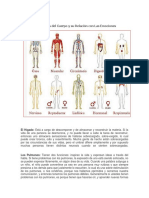 Los Órganos del Cuerpo y su Relación con Las Emociones.docx