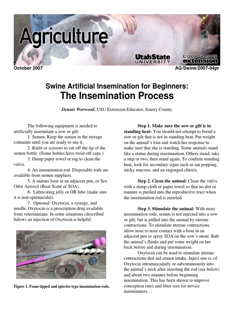 Swine Artificial Insemination Guide | PDF | Domestic Pig | Discrimination