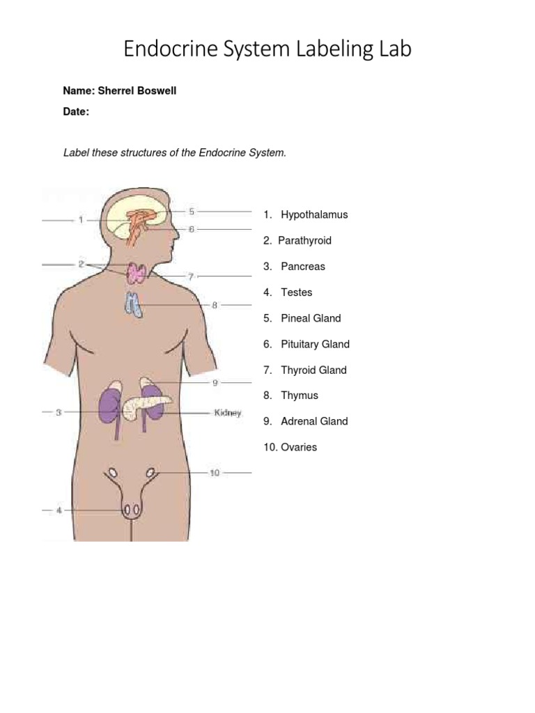 Lab Endocrinesystemlabeling 20171109 Ah101sb | PDF | Science & Mathematics