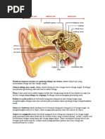 Download Organ Telinga by freakyfussyfrog SN38451353 doc pdf