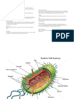 Structure of the Bacterial Cell