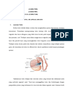 TORSIO TESTIS