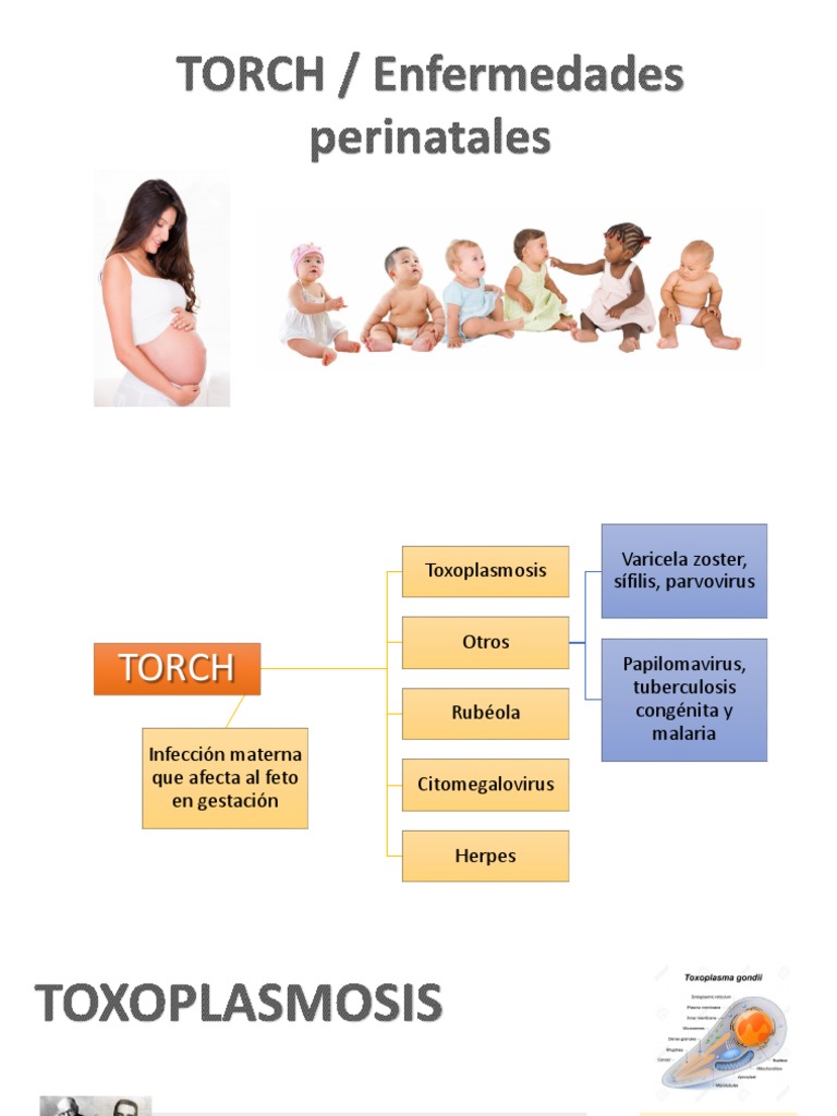 Torch | PDF | Inmunología | Microbiología