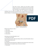 ANATOMY AND PHYSIOLOGY OF PROSTATE