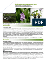Jacinto de Agua-Eichhornia Crassipes - 0 PDF
