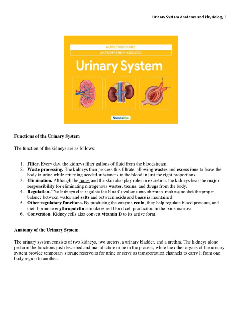Urinary System Anatomy and Functions | PDF | Kidney | Angiotensin