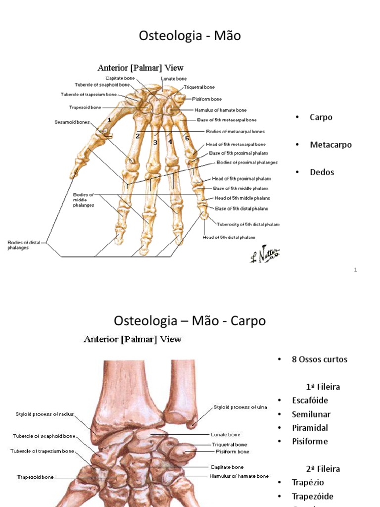 Osteologia - Mão | PDF | Mão | Sistema Locomotor, image size:768x1024