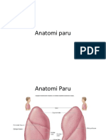 Anatomi paru