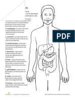 Laiza Digestive System