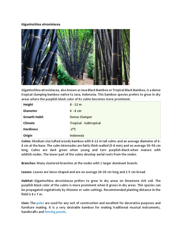 Java Black Bamboo Overview | PDF | Bamboo | Plant Stem