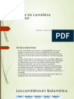 Carne de camélidos: potencial y desafíos para su desarrollo