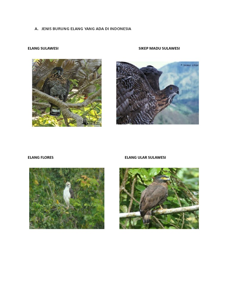 Download 64 Gambar Elang Sulawesi  Gratis