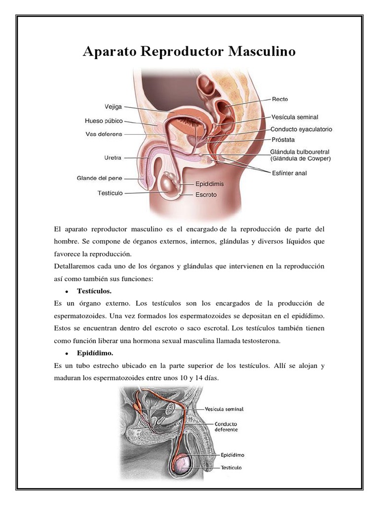 APARATO REPRODUCTOR MASCULINO.docx Sistema reproductivo