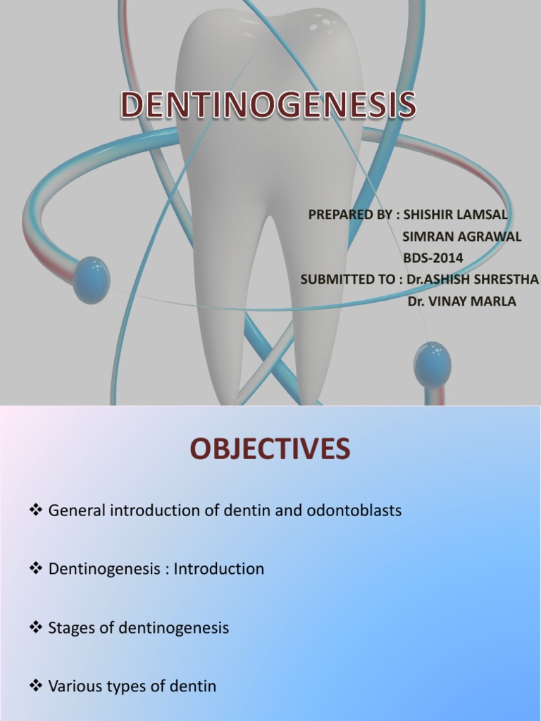 Dentinogenesis PDF Dentin Human Tooth