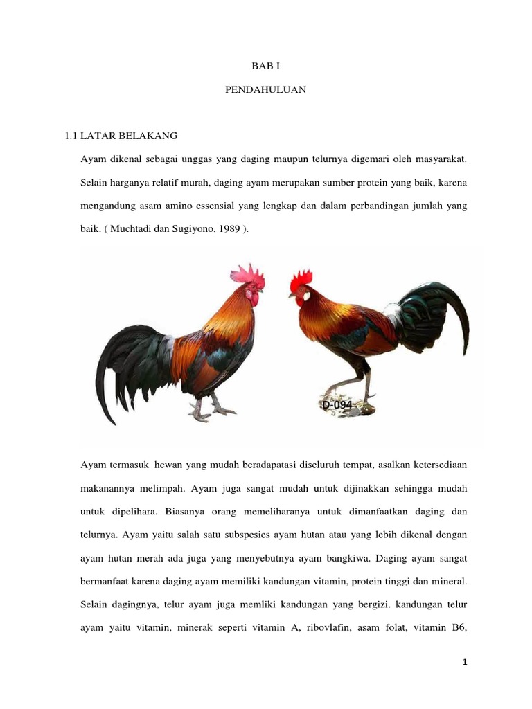 860 Koleksi Gambar Hewan Ayam Dan Makanannya HD Terbaik