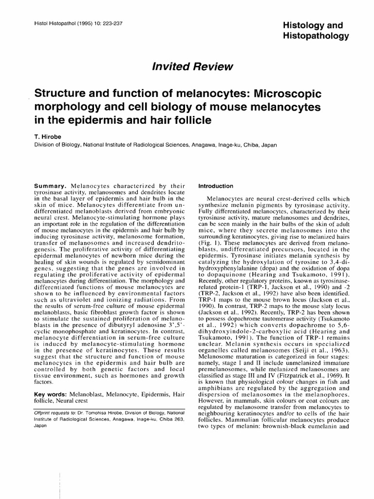 Structure and Function of Mouse Melanocytes | PDF | Epidermis | Skin
