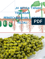 Pengaruh Media Tanah Terhadap Perkecambahan Kacang Hijau