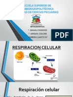 Respiración celular: glucólisis, ciclo de Krebs y fosforilación oxidativa