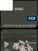 Cultivo de Bacterias