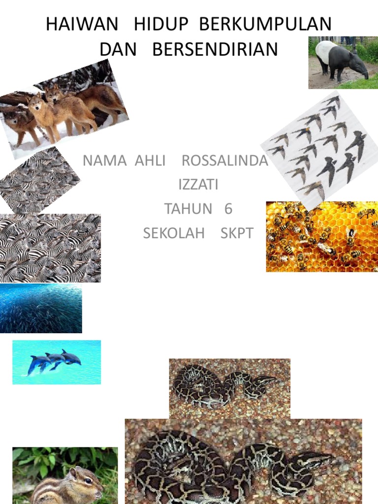 Haiwan Hidup Berkumpulan Dan Bersendirian Pdf
