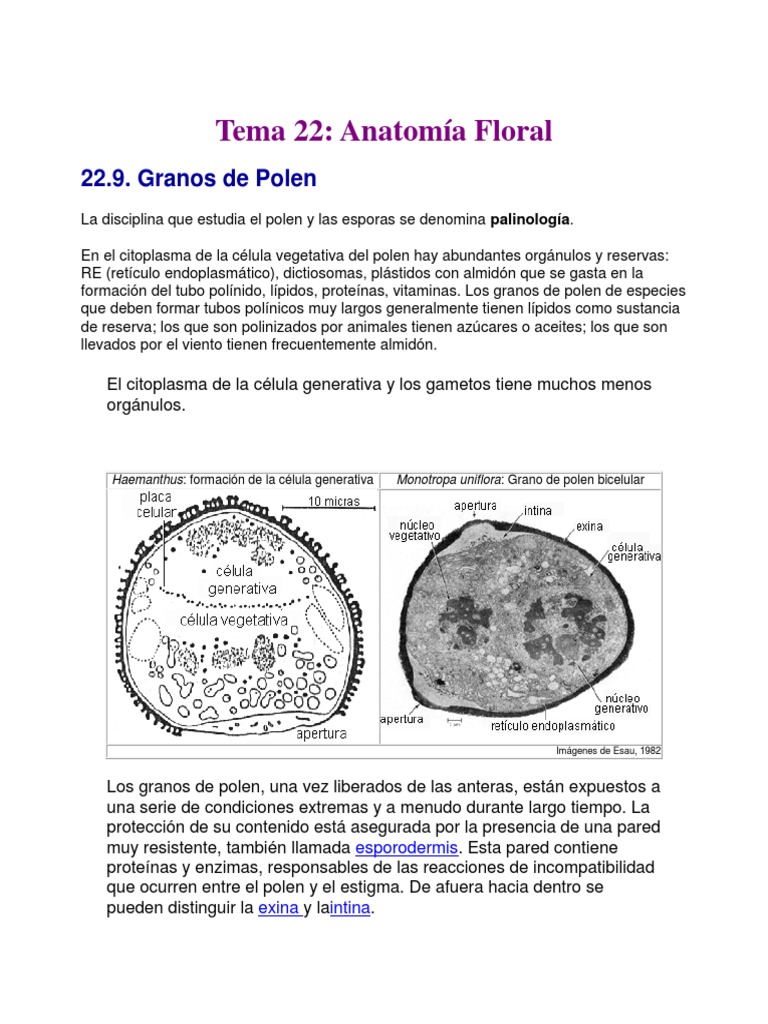 Aberturas. Diferentes tipos de granos de polen: 1. Inaperturado. 2