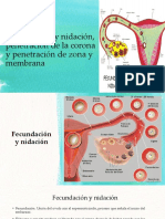 Fecundación y Nidación