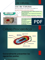 Los tipos de células, exposicion de biologia basica.pptx