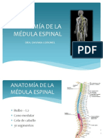 Anatomía de La Médula Espinal