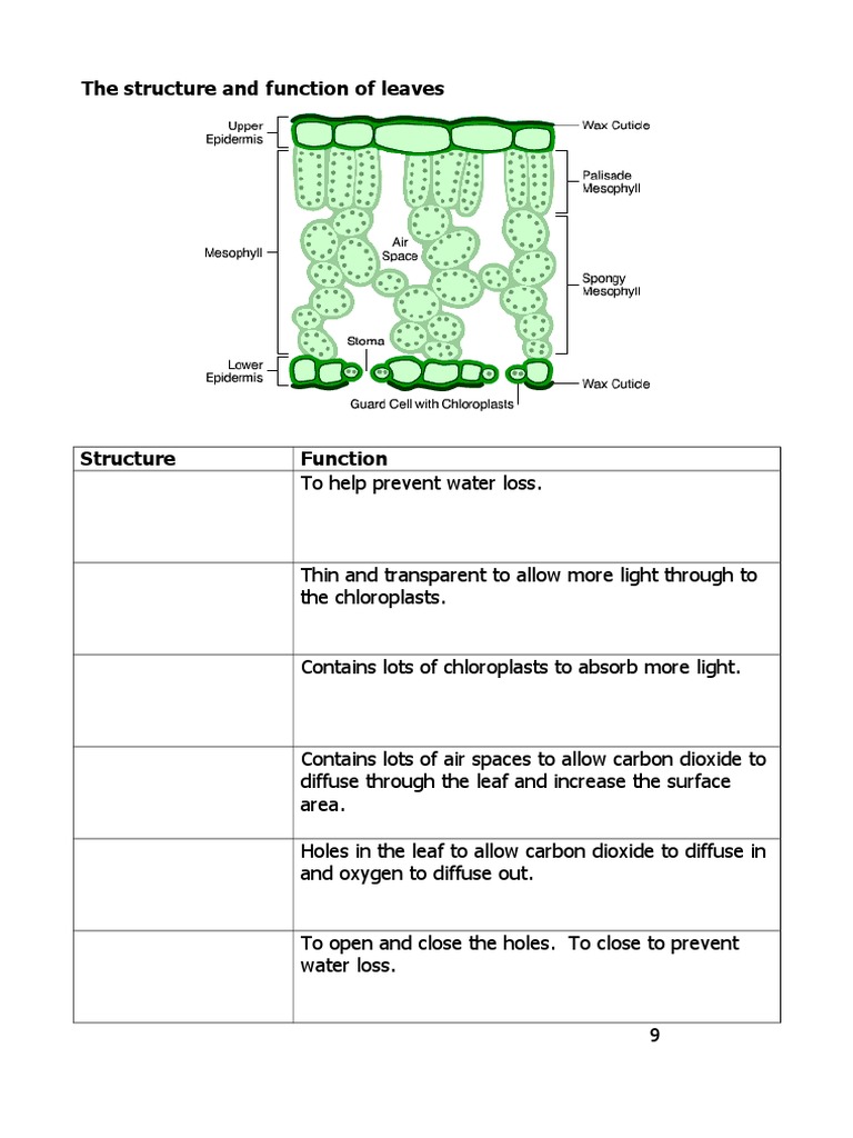 lesson-5-structure-and-functions-of-leaves-student-worksheet-pdf-leaf-tissue-biology