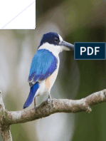 Blue Bird PDF
