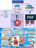 ap respiratorio