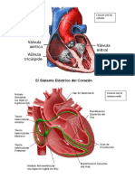 Corazon Con Las Válvulas