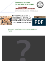 Enterotoxemia en Alpacas PDF