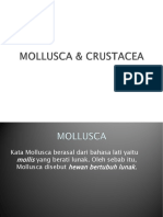 molusca & crustacea